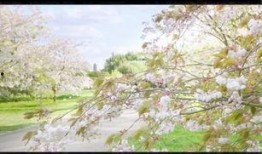 春暖花开最新爆料视频,揭秘幕后精彩瞬间